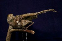 藏品(彩鷸)的圖片